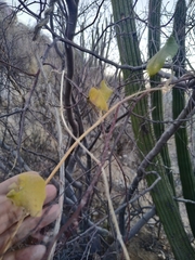 Polystemma cordifolium