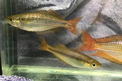 Melanotaenia splendida splendida