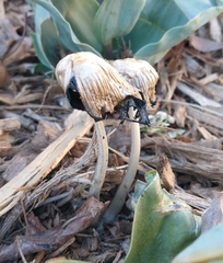 Coprinellus flocculosus