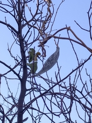 Polystemma cordifolium