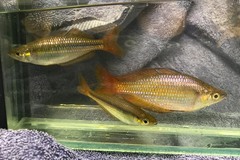 Melanotaenia splendida splendida