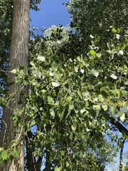 Populus fremontii
