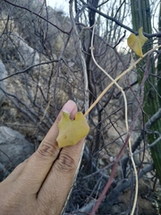 Polystemma cordifolium