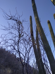 Polystemma cordifolium