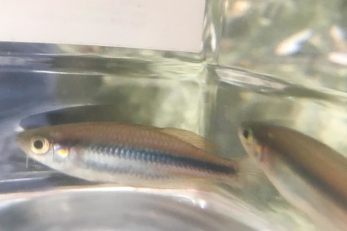 Utchee-regenboogvis (Melanotaenia utcheensis) — Melanotaeniidae — 5