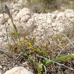 Iris pallida illyrica