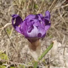 Iris pallida illyrica