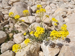 Aurinia sinuata