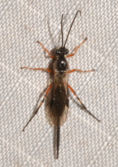Earinus limitaris
