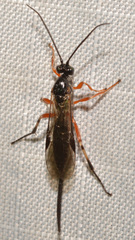 Earinus limitaris