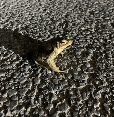 Bufo bufo