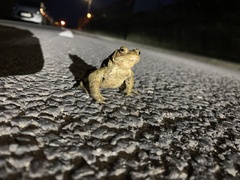 Bufo bufo