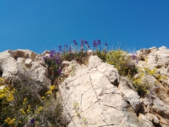 Iris pallida illyrica