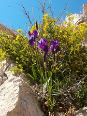 Iris pallida illyrica