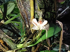 Dracula chestertonii