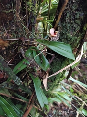 Dracula chestertonii