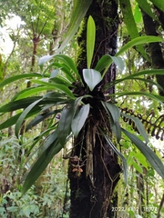 Dracula chestertonii