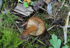 Rhodophana nitellina