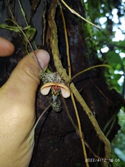 Dracula chestertonii