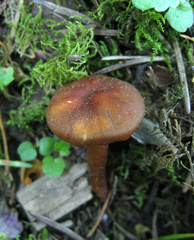 Rhodophana nitellina