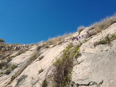 Iris pallida illyrica