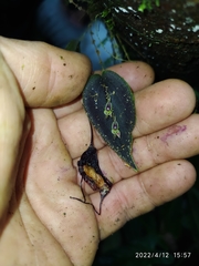 Lepanthes tomentosa