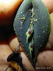 Lepanthes tomentosa