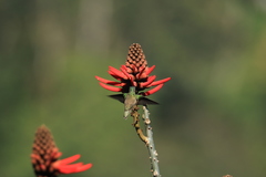 Saucerottia cyanocephala
