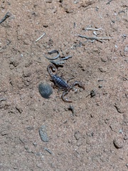 Urodacus armatus