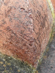 Anthocomus equestris