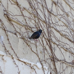 Sturnus vulgaris