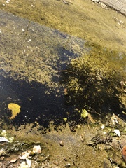 Anaxyrus boreas