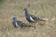 Squatter Pigeon photo 5