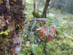 Epidendrum cottoniiflorum