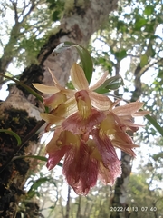 Epidendrum cottoniiflorum