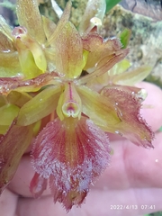 Epidendrum cottoniiflorum