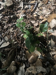 Rhynchosida physocalyx