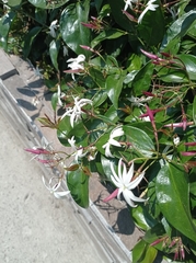 Jasminum polyanthum