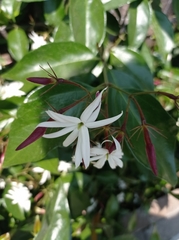 Jasminum polyanthum