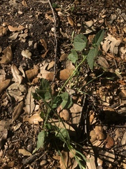 Rhynchosida physocalyx