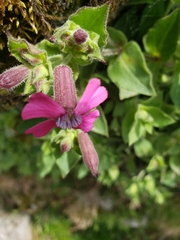 Silene acutifolia