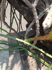 Selenicereus spinulosus