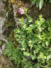 Silene acutifolia