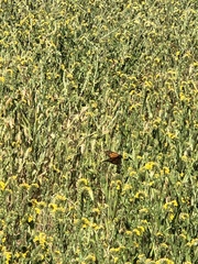 Danaus plexippus