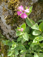 Silene acutifolia