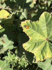 Hippodamia convergens