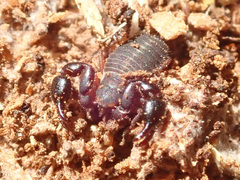 Dendrochernes cyrneus