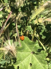 Coccinella septempunctata