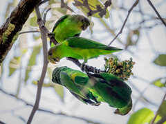 Sapphire-Rumped Parrotlet photo 1