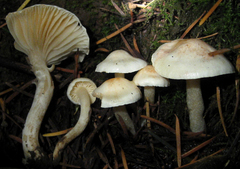 Hygrophorus pusillus